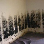 Mold-Removal-Elgin
